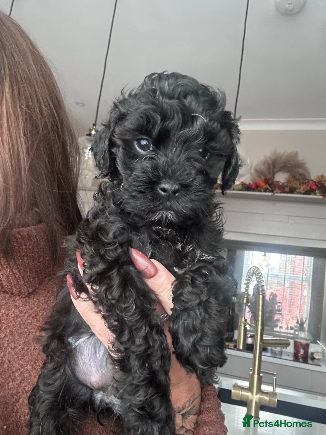 Cavapoo dogs for sale: F1 TOY CAVAPOOS ‘ONYX’ HEALTH TESTED - Image 15
