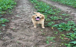 Golden Retriever dogs for sale: Golden retriever male - Advert 1