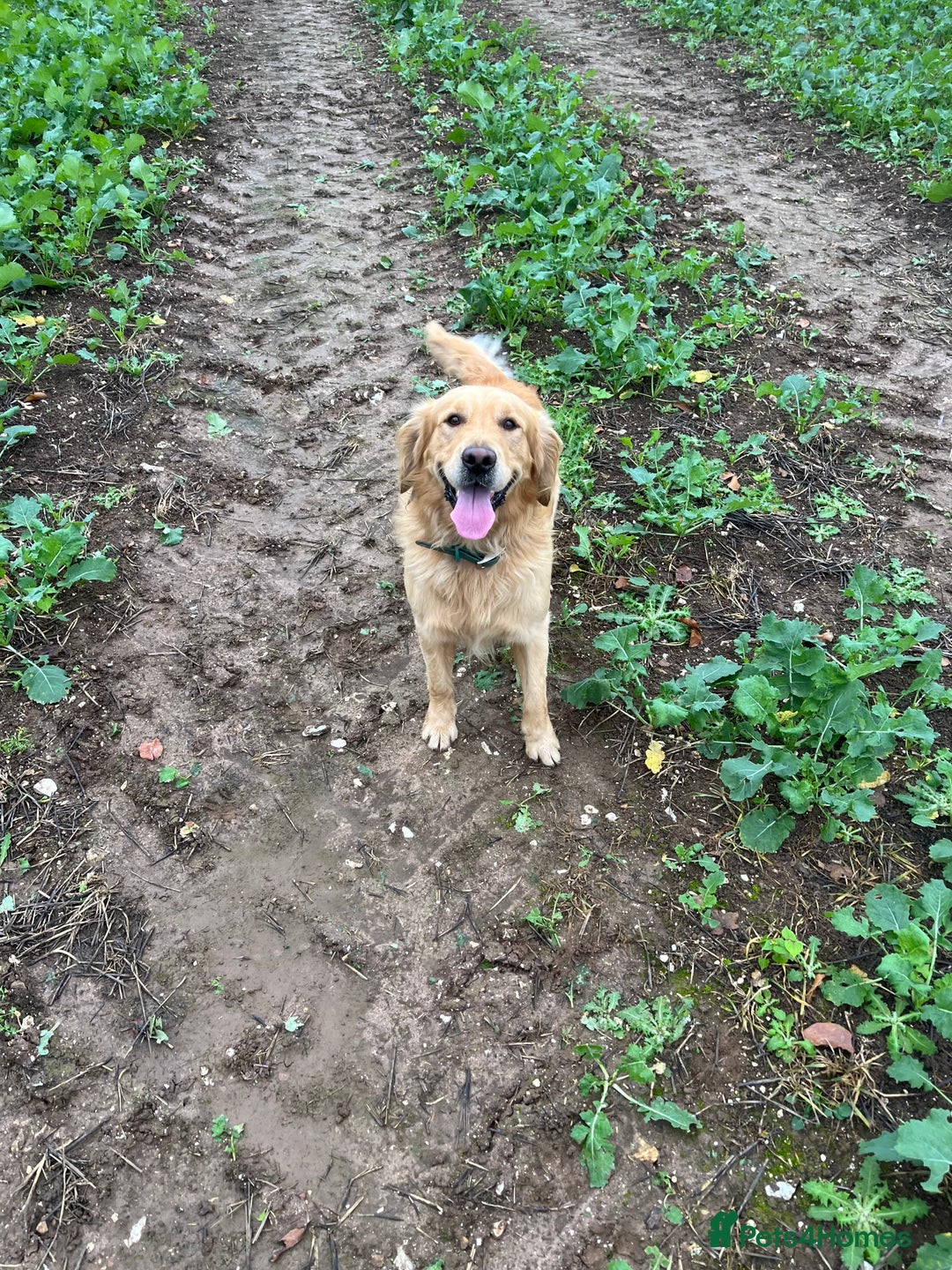 Golden Retriever dogs for sale: Golden retriever male - Advert 1