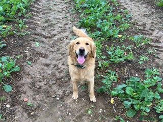 Golden Retriever dogs for sale: Golden retriever male - Advert 1