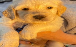 Golden Retriever dogs for sale: Outstanding Golden Retriever Puppies - Image 5