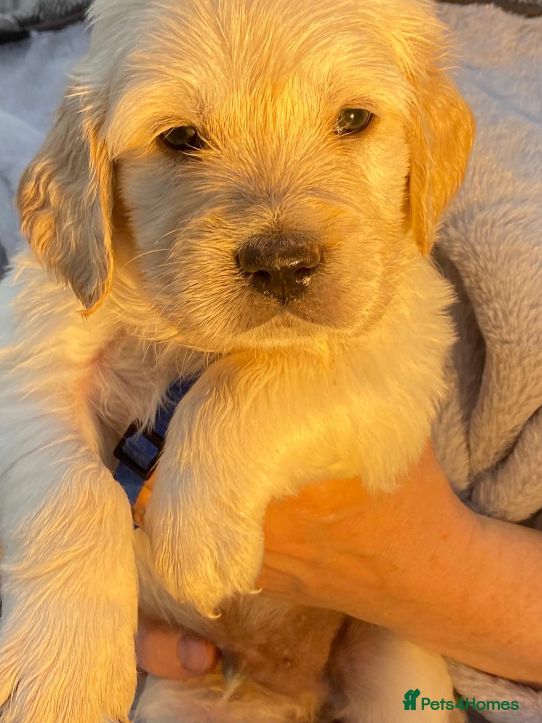 Golden Retriever dogs for sale: Outstanding Golden Retriever Puppies - Image 5