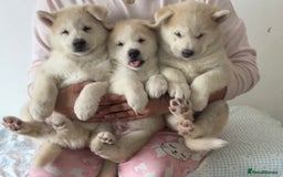 Siberian Husky dogs for sale: Siberian husky puppies  - Image 1