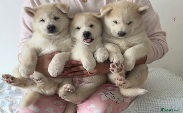 Siberian Husky dogs - Advert 1