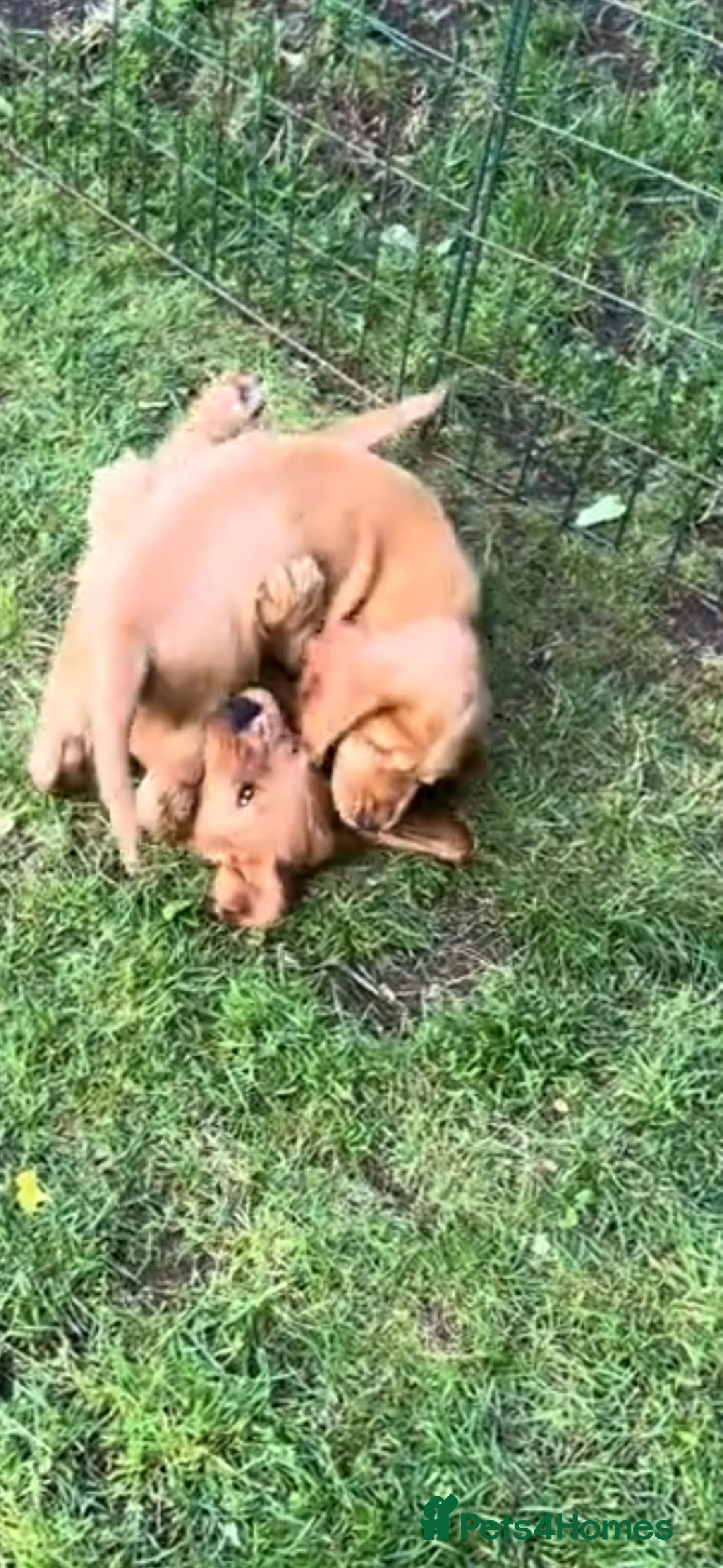 Cocker Spaniel dogs for sale: Cocker spaniel puppy’s  - Advert 5