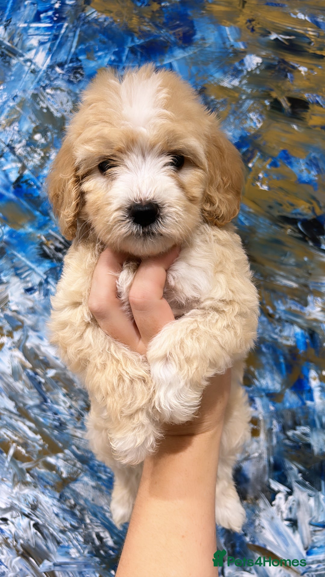 Labradoodle dogs for sale: Waiting List Mini and Medium Doodles - Image 6