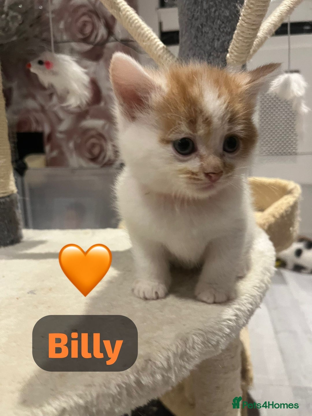 Mixed Breed cats for sale: 🐾 8 Beautiful kittens….🩵🩷 - Advert 30