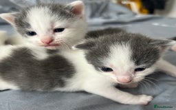 Mixed Breed cats for sale: ❤️*Blue/white & black/white friendly kittens*❤️ - Image 6