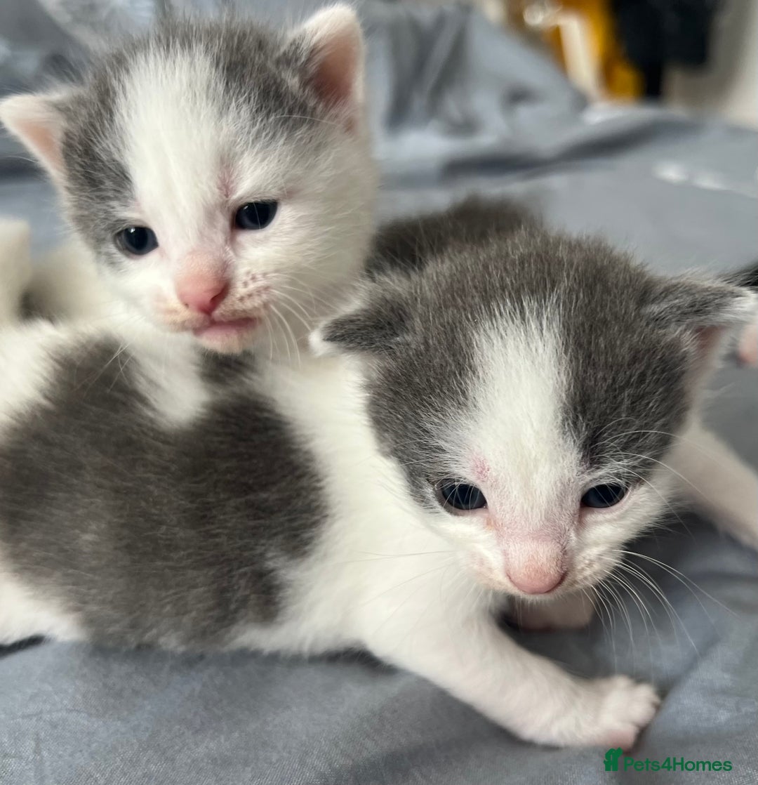 Mixed Breed cats for sale: ❤️*Blue/white & black/white friendly kittens*❤️ - Image 6