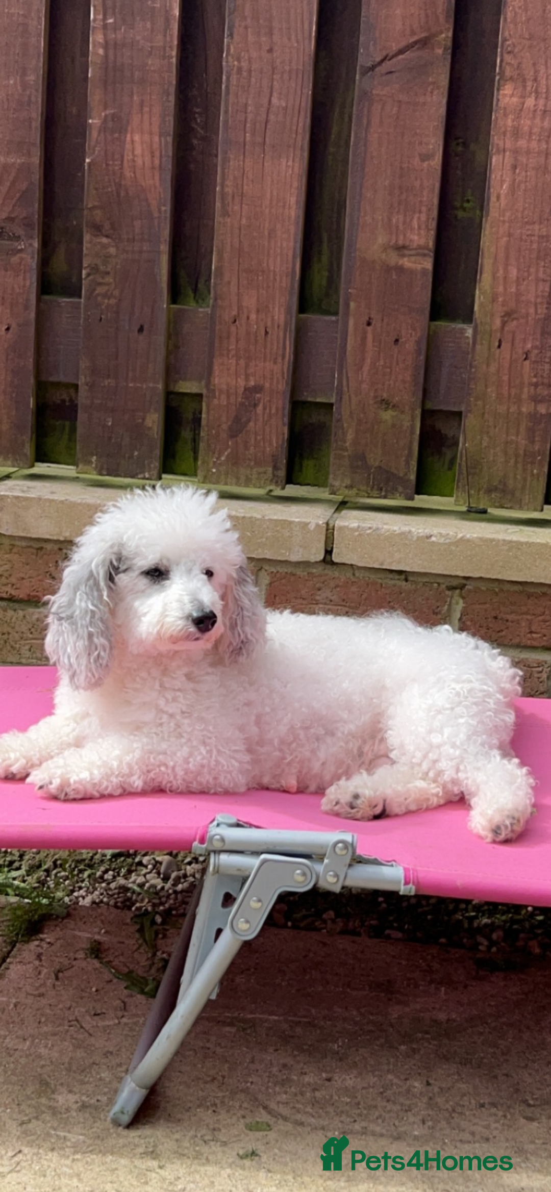 Toy Poodle dogs for sale: Beautiful phanotom toy poodle boys  - Advert 3