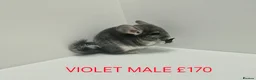 Chinchilla rodents for sale: HANDLED & TAME CHINCHILLA MIX COLOURS AND GENDER - Advert 6