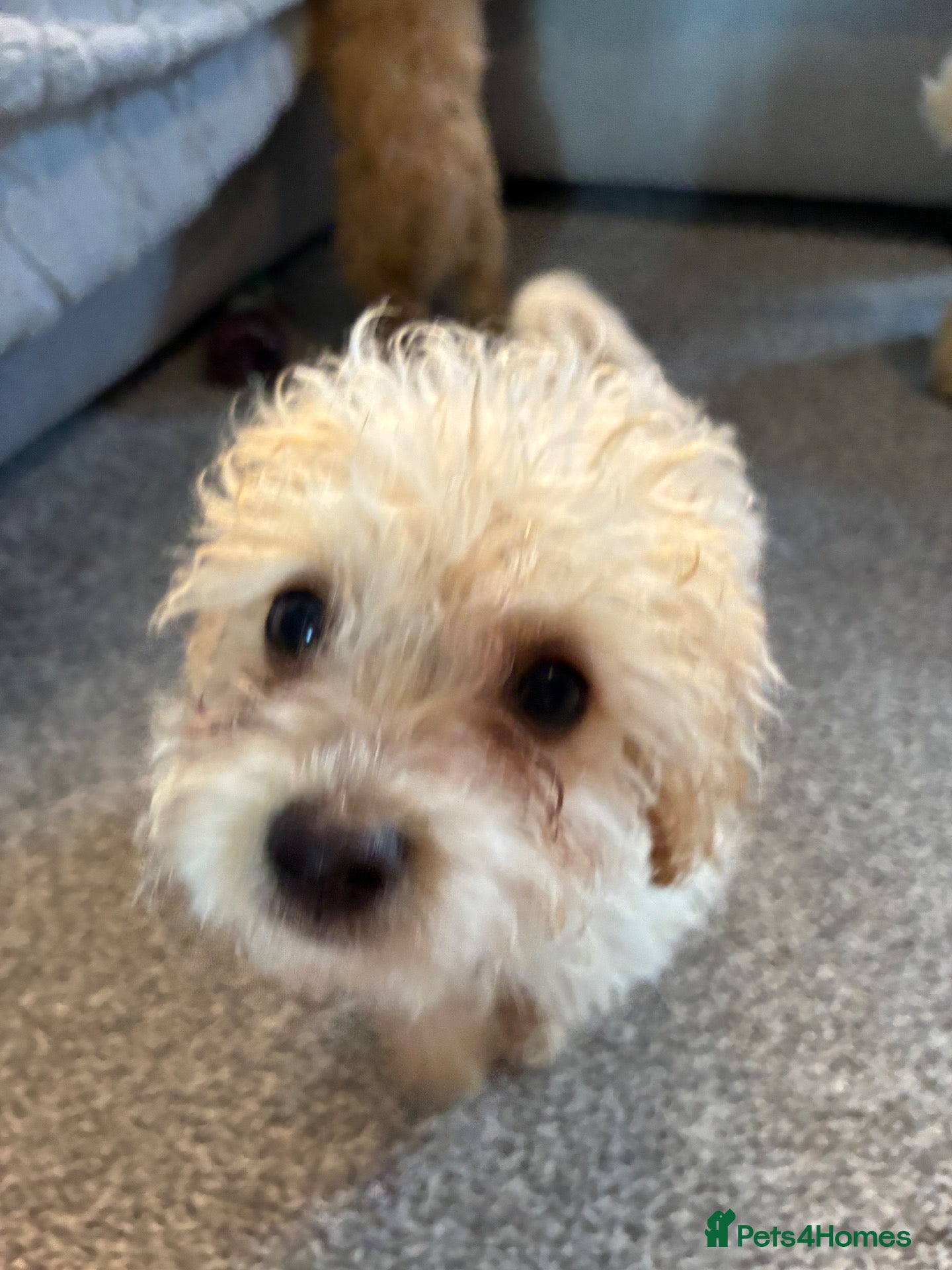 Maltipoo dogs Maltipoos 2 boys remaining  - Advert 6
