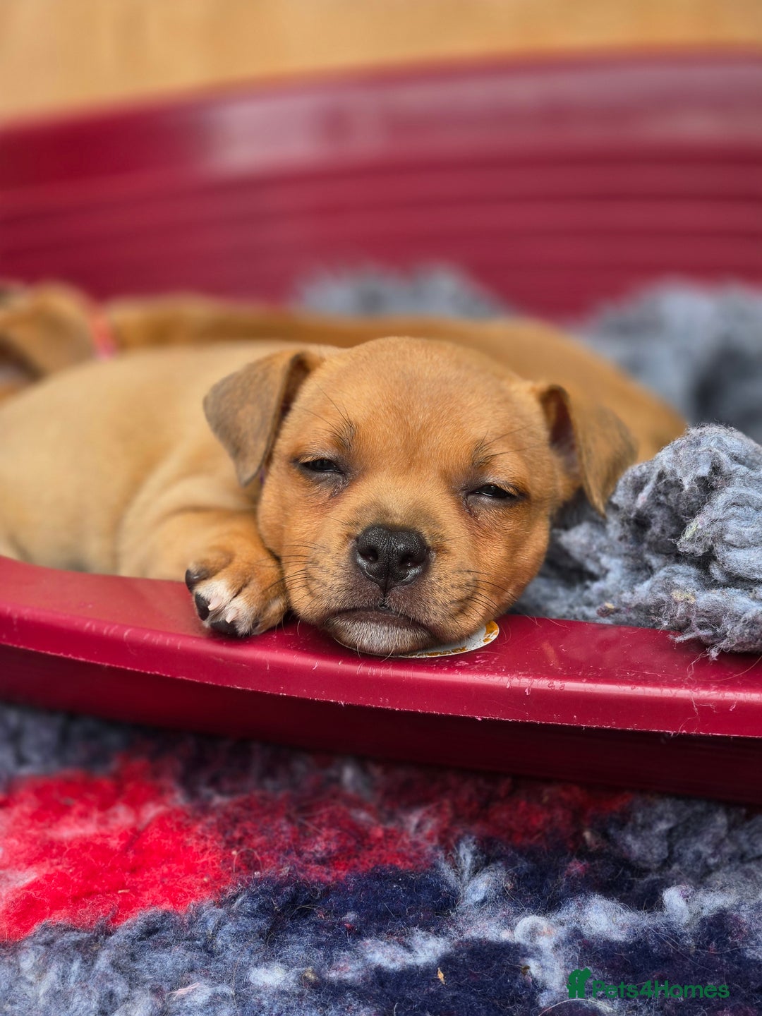 Staffordshire Bull Terrier dogs for sale: !READY NOW! KC Reg Quality Red Staffy Puppies  - Image 23