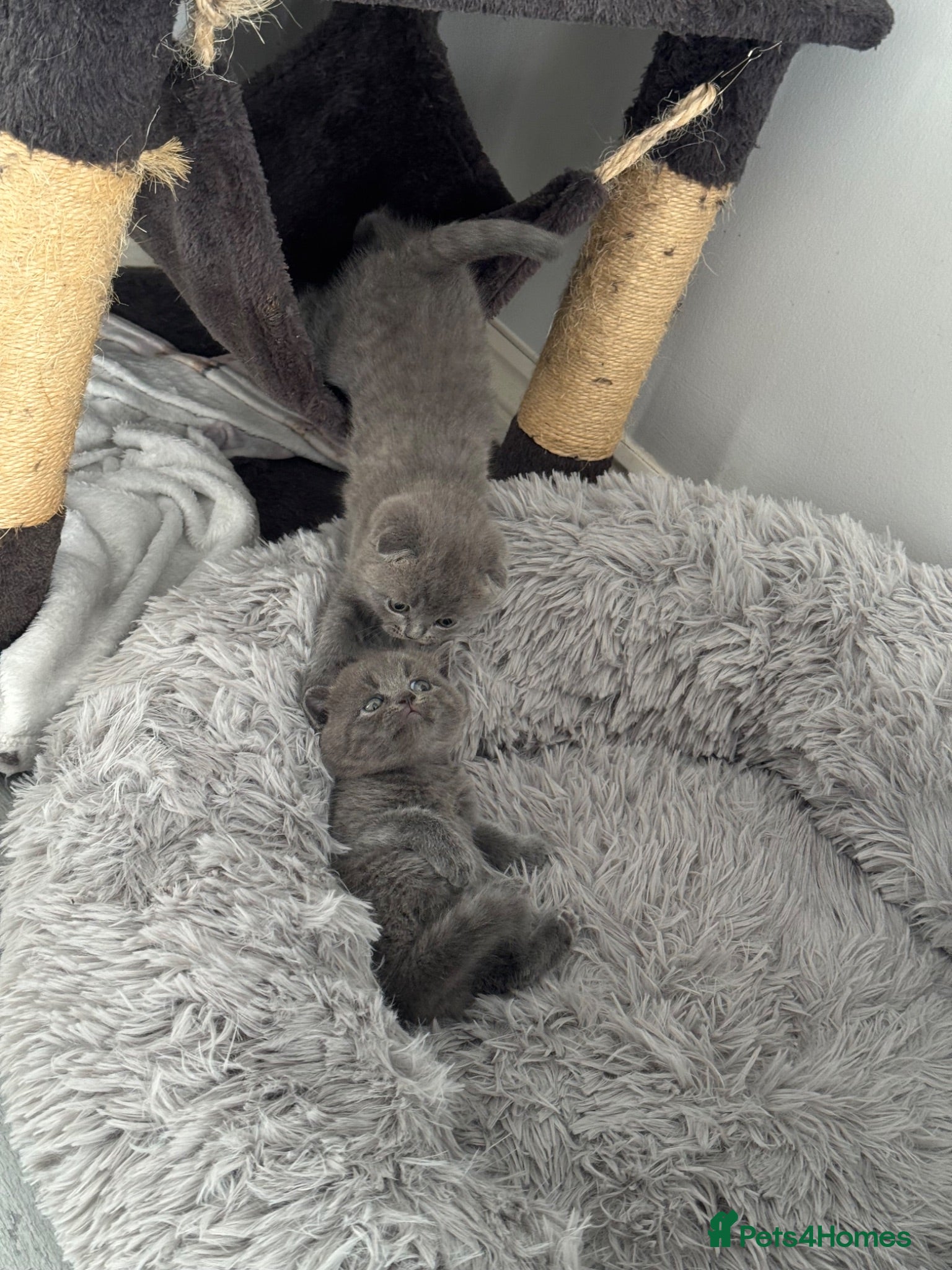 Scottish Fold cats Scottish Fold Blue Kittens  - Advert 14