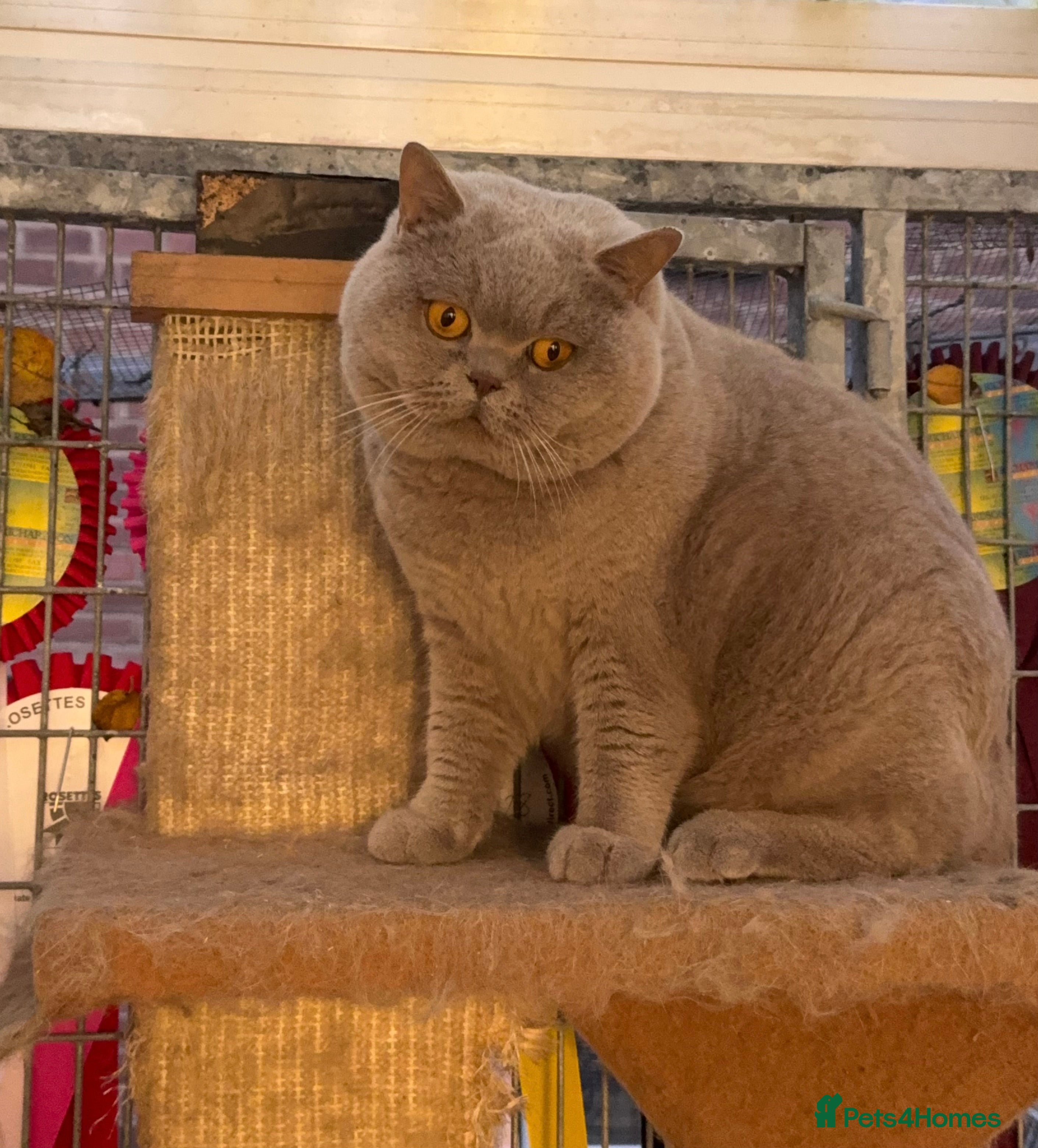 British Shorthair cats Gorgeous impgr Champion Bexivia Xavier blood B  in Leeds - Advert 3