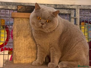 British Shorthair cats Gorgeous impgr Champion Bexivia Xavier blood B in Leeds - Advert 4