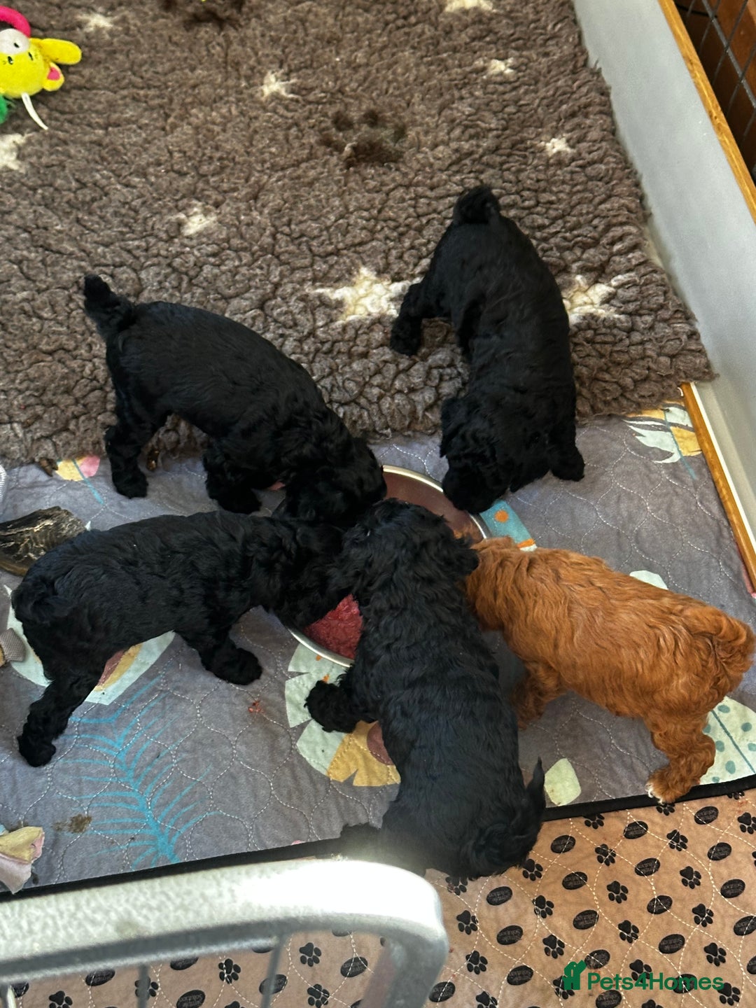 Miniature Poodle dogs for sale: Beautiful litter of Cheeky KC Reg. Mini Poodle's - Image 14