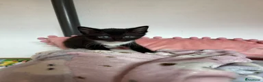 Mixed Breed Kitten 3