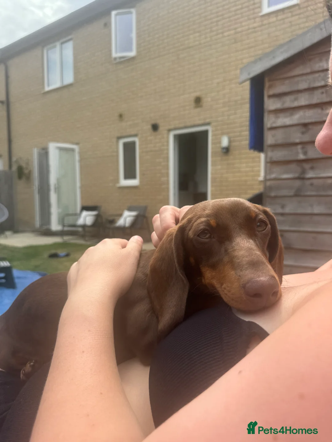 Dachshund dogs for sale: Mabel the Dachshund 🐶 REHOME FOR FREE  - Advert 1