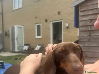 Dachshund dogs Mabel the Dachshund 🐶 REHOME FOR FREE - Advert 2