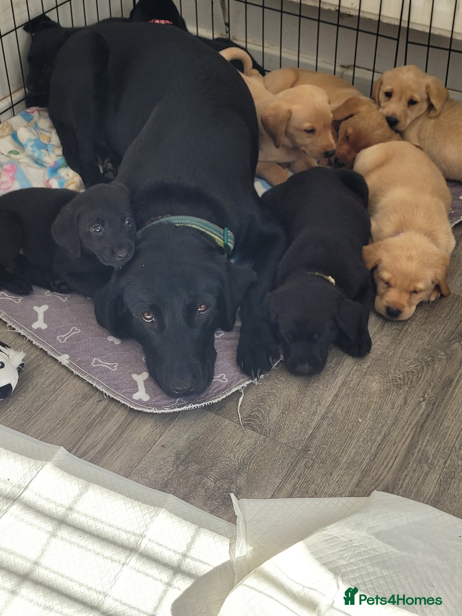 Labrador Retriever dogs KC Registered Black & Golden Labrador Puppies - Advert 2