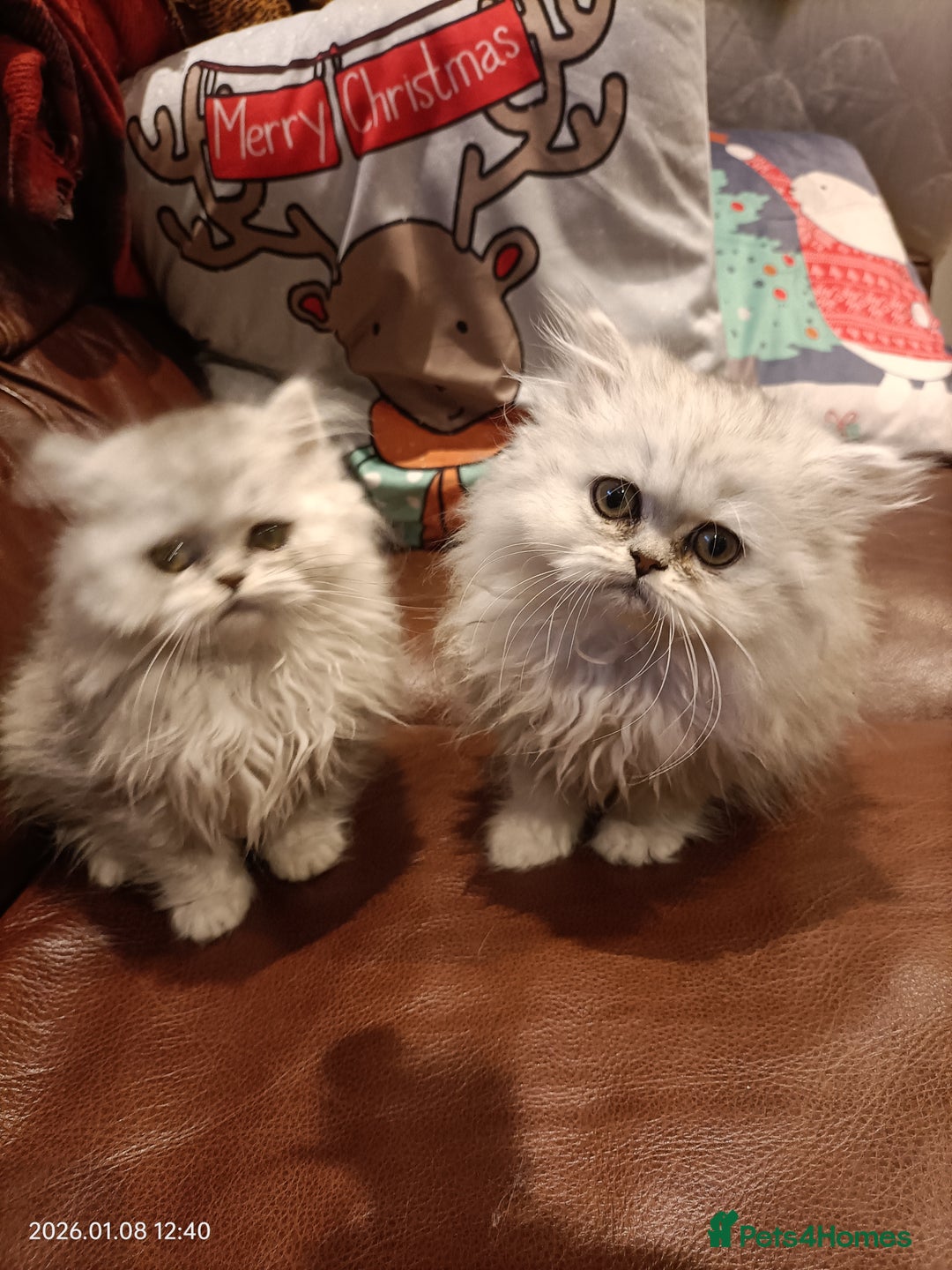 Persian cats for sale: Beautiful fluffy balls  - Advert 4