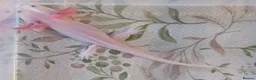 Axolotl reptiles for sale: Juvenile Leucistic Axolotls - Available Now - Advert 6