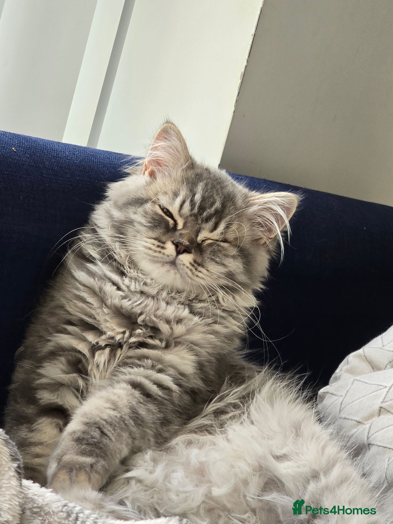 British Longhair cats British Longhair cat for sale - Advert 1