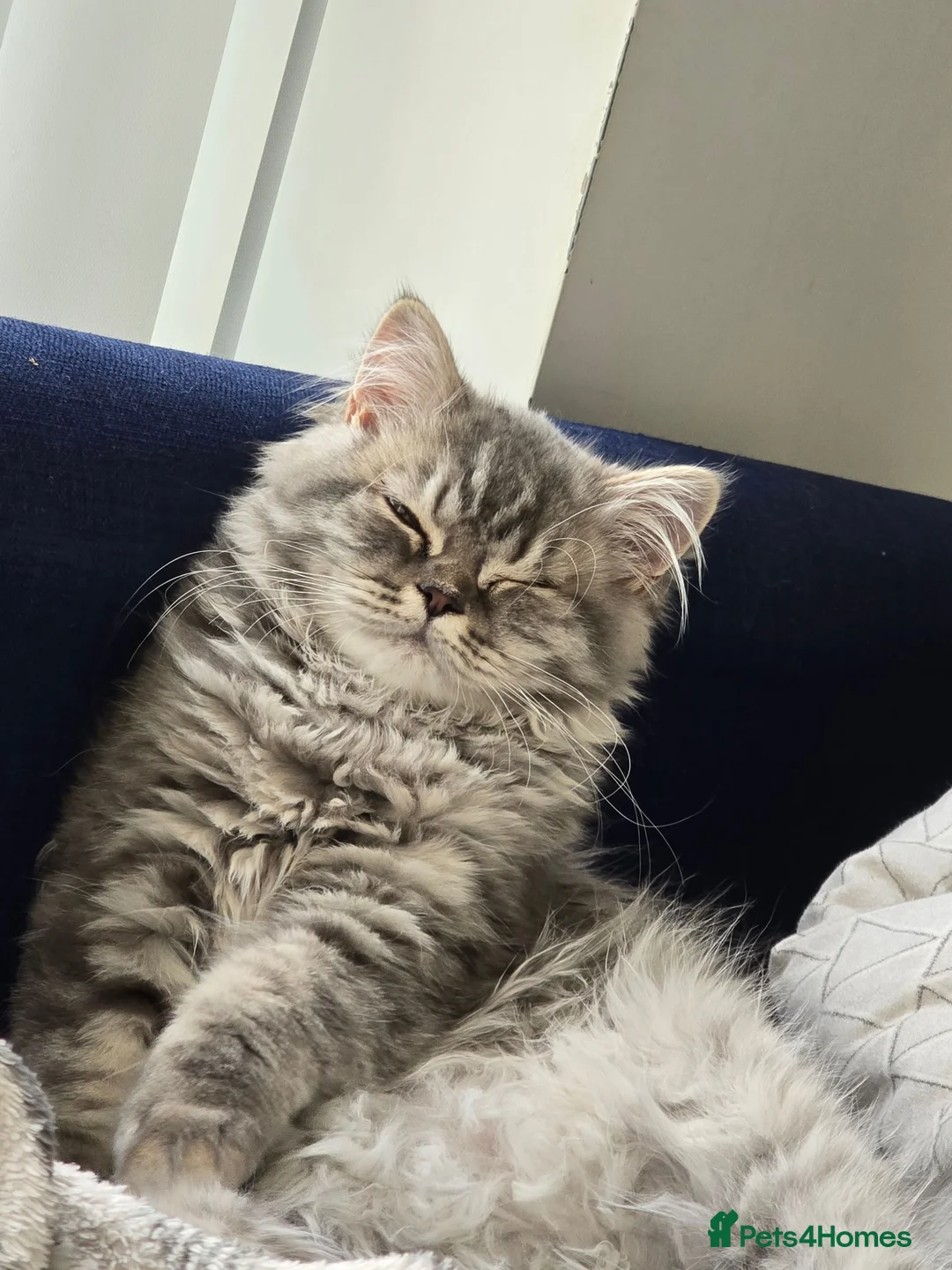 British Longhair cats for sale: British Longhair cat for sale - Advert 1