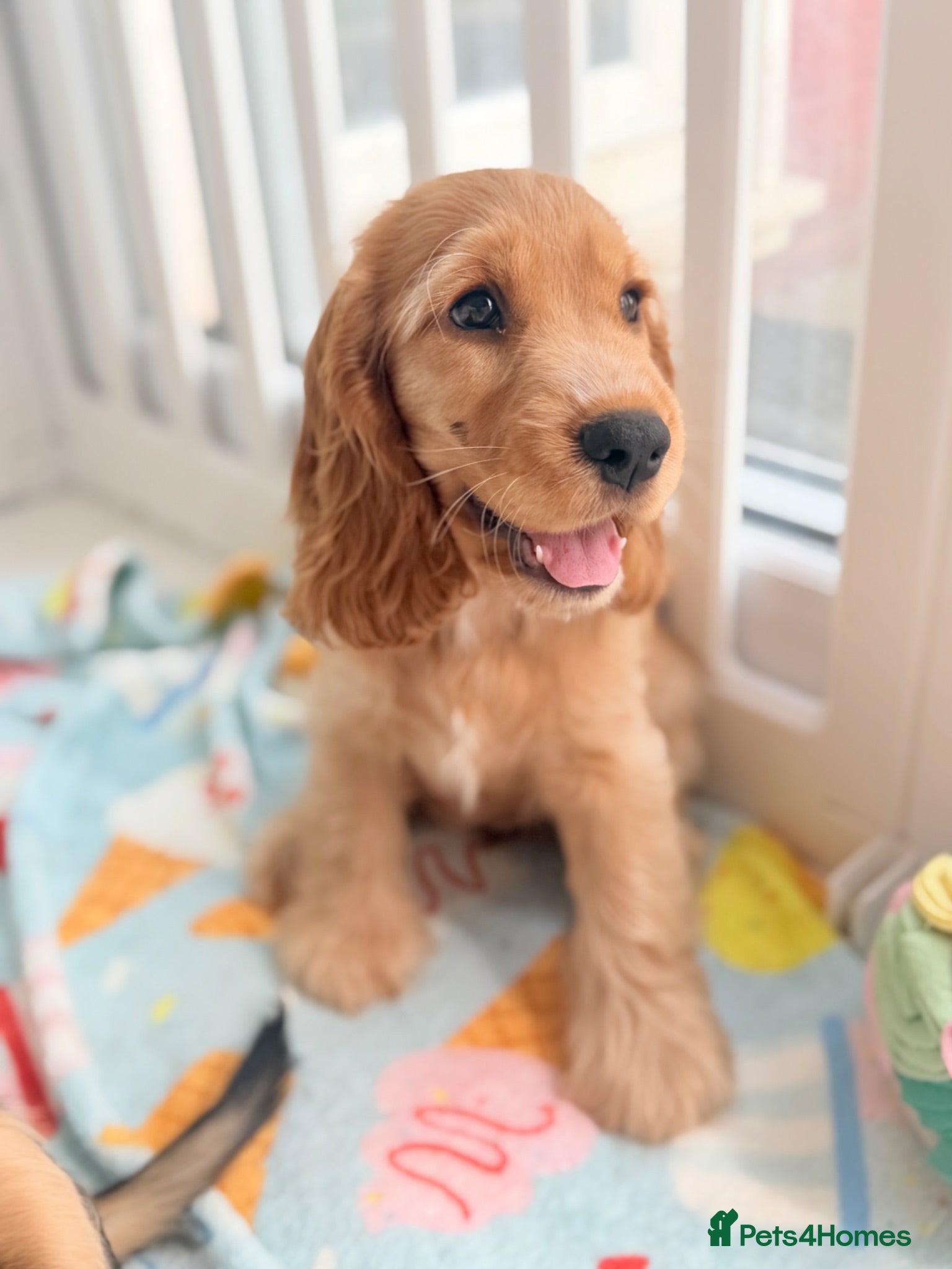 Cocker Spaniel dogs Champion Bloodline KC Show Cocker Spaniel Puppies  - Advert 2