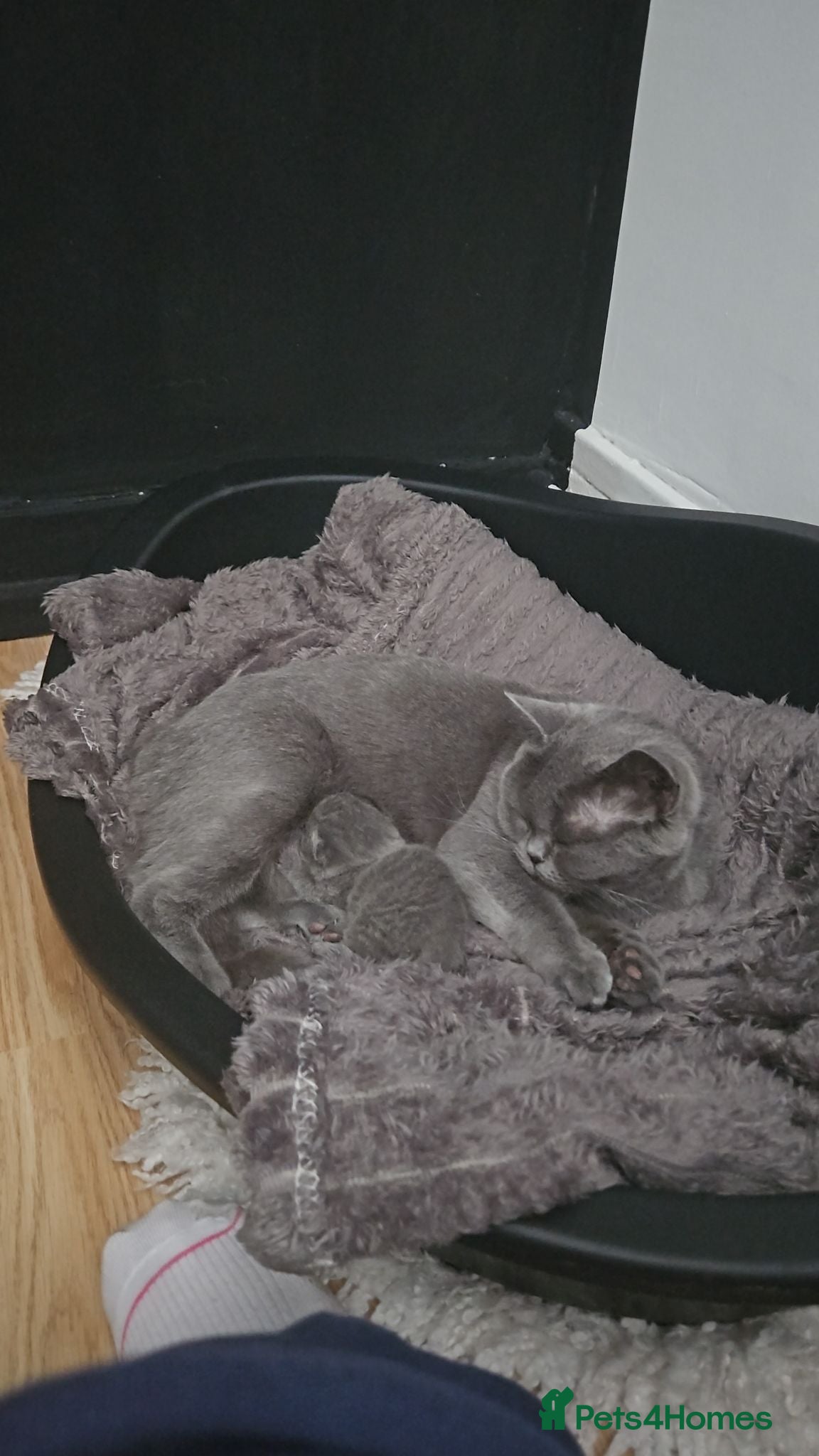 British Shorthair cats 1 Female Pure British Shorthair Kitten - Advert 1