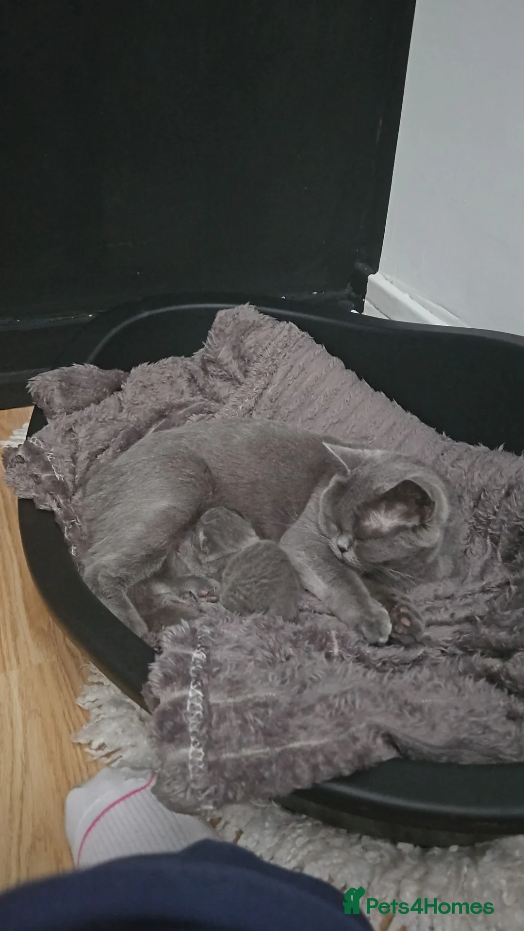 British Shorthair cats for sale: 1 Female Pure British Shorthair Kitten - Advert 1