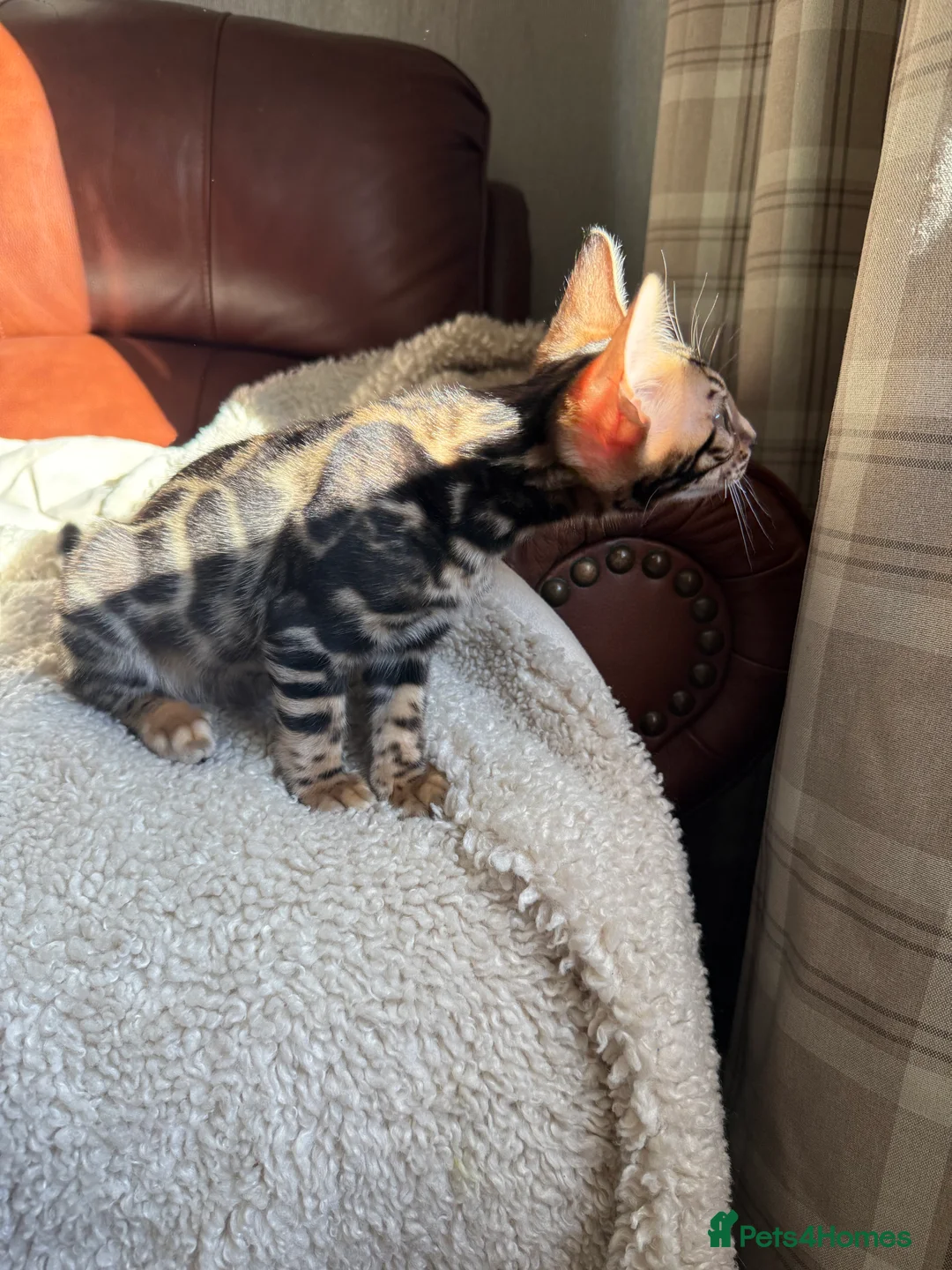 Bengal cats for sale: 🐾 Beautiful Bengal Kittens Available! 🐆❤️ - Advert 10