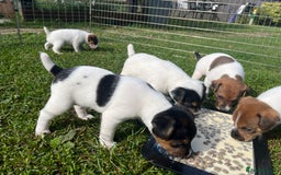 Jack Russell dogs for sale: Jack Russell puppies - Image 11