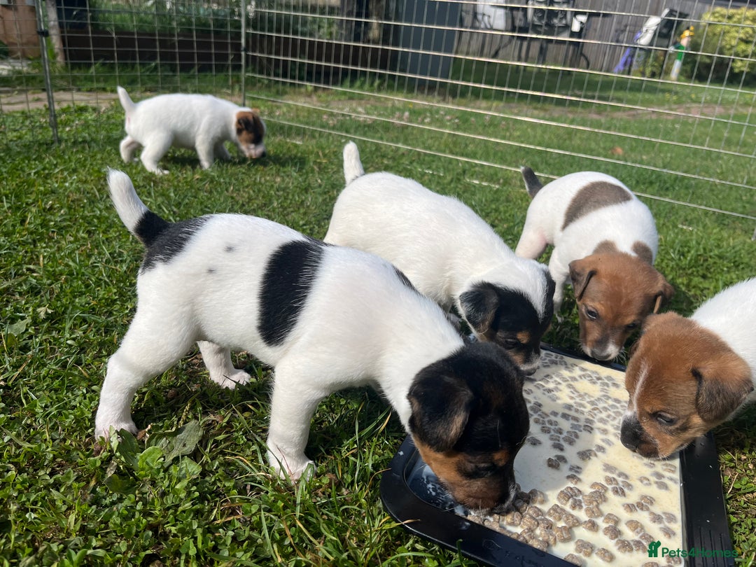 Jack Russell dogs for sale: Jack Russell puppies - Image 11