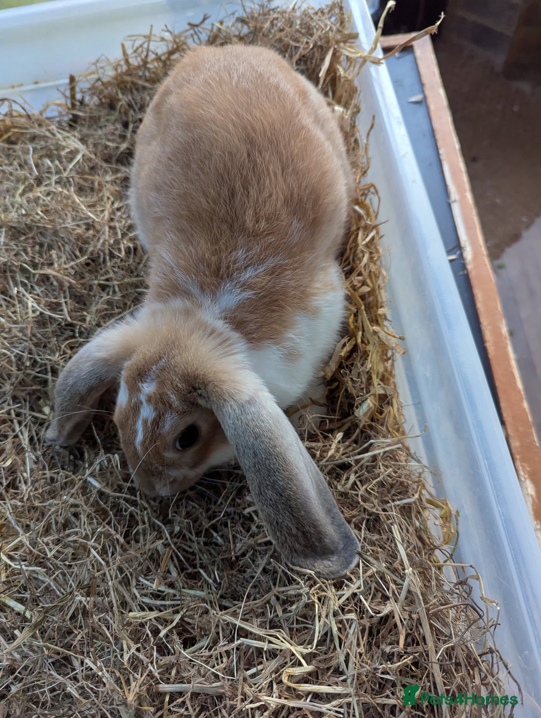 Mixed Breed rabbits for sale: Mixed lop English dot baby rabbit  - Image 3