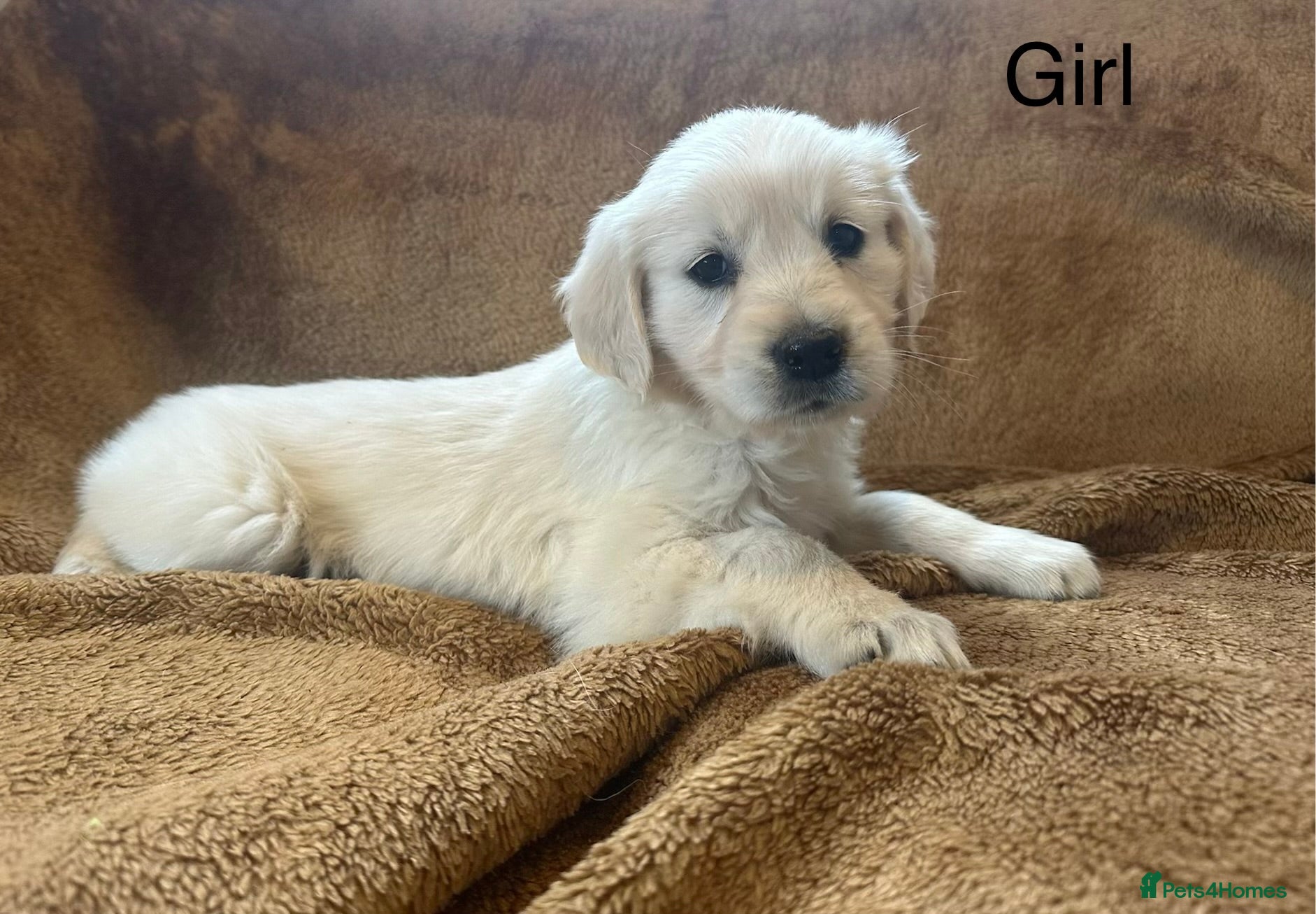 Golden Retriever dogs KC Registered Golden Retriever Puppies - Advert 2