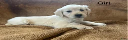 Golden Retriever dogs for sale: KC Registered Golden Retriever Puppies - Advert 2
