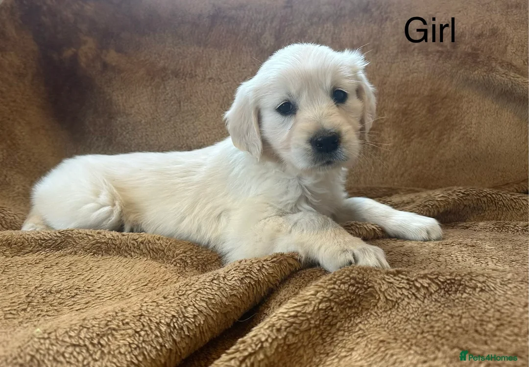 Golden Retriever dogs for sale: KC Registered Golden Retriever Puppies - Advert 2