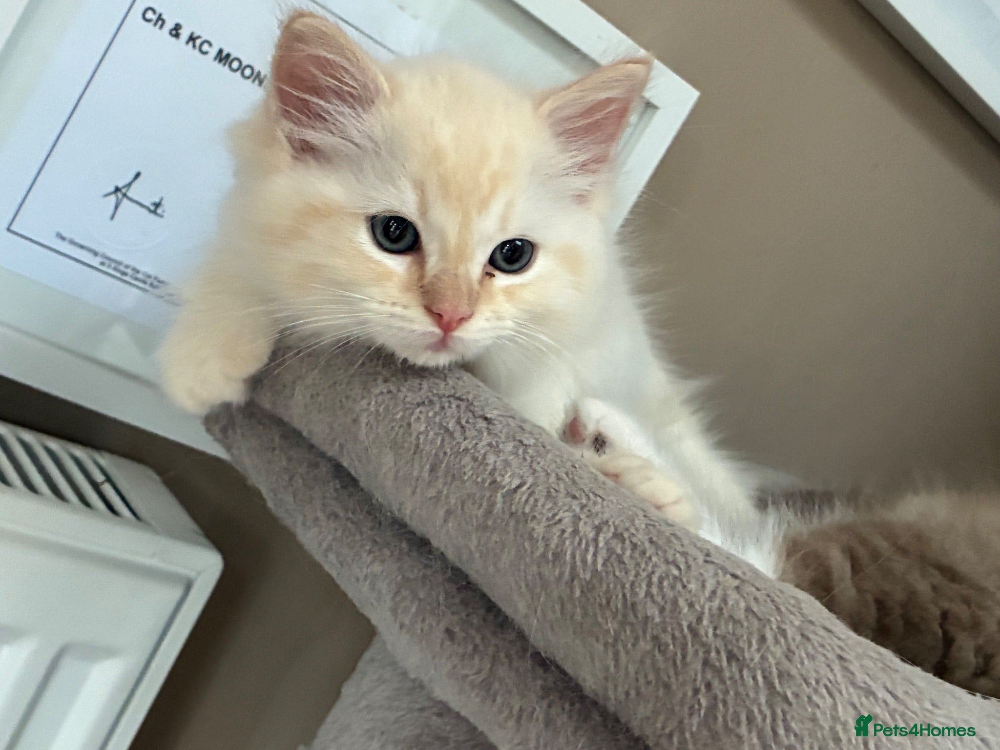 Ragdoll cats Registered pedigree cherubim ragdolls - Advert 12