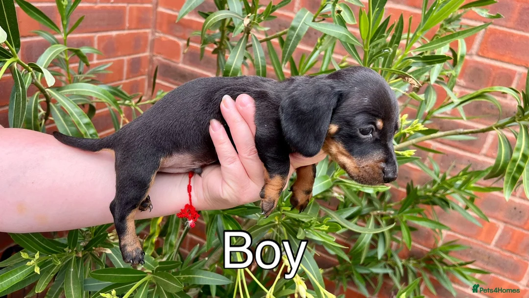 Miniature Dachshund dogs for sale: 4 Miniature Dachshund Puppies in Wellingborough - Advert 2