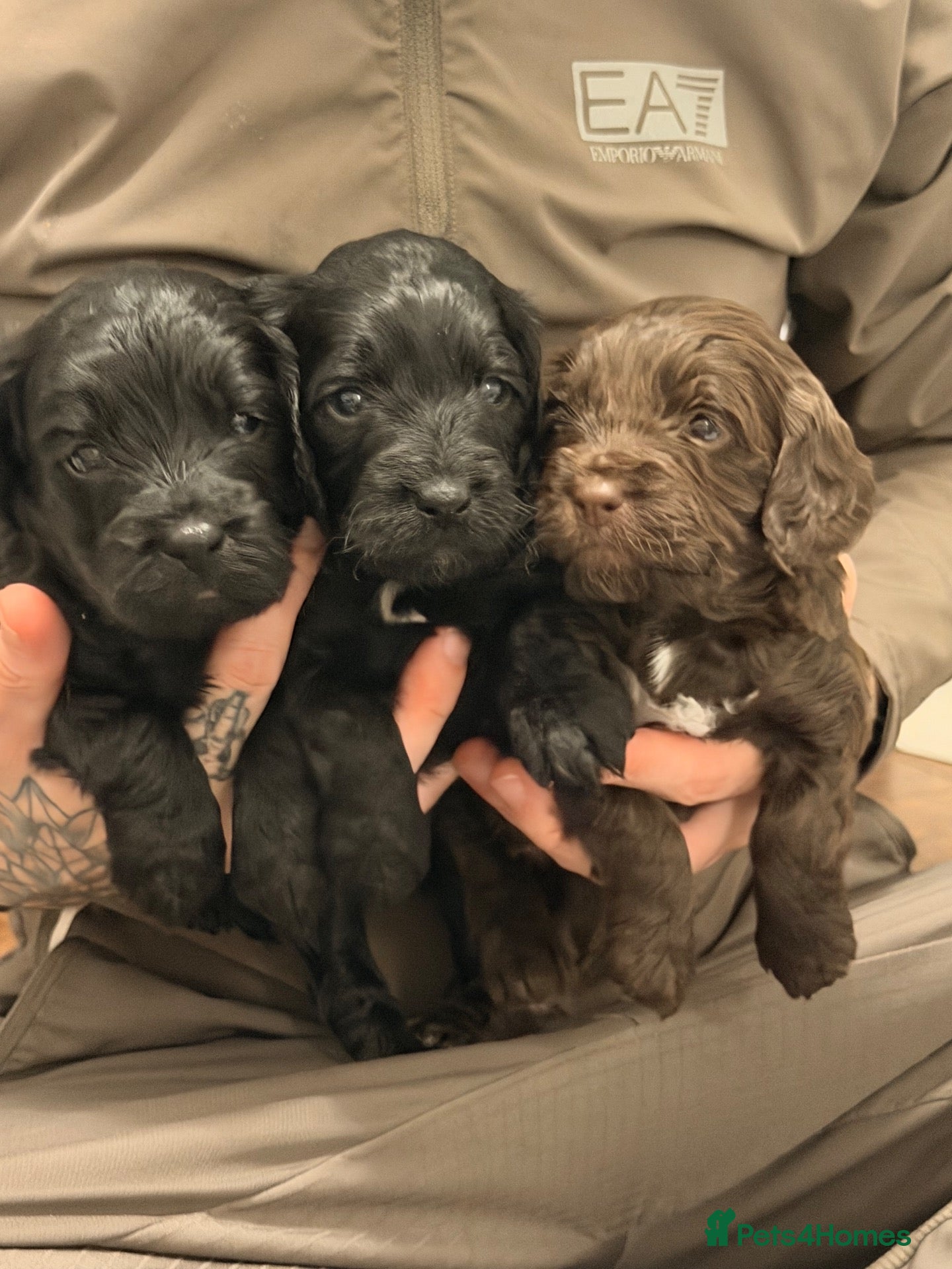 Cockapoo dogs for sale: COCKAPOO PUPS LOOKING FOR THEIR FOREVER HOMES! 🐾 - Advert 15