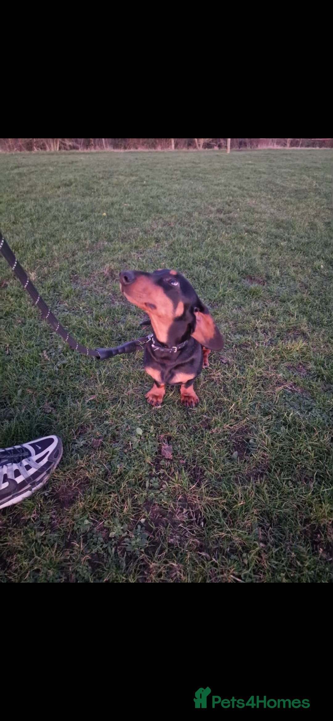 Dachshund dogs for sale: Meet slinky the dashund  - Advert 1
