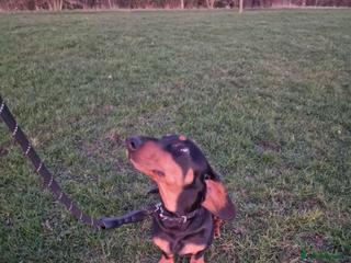 Dachshund dogs Meet slinky the dashund - Advert 1