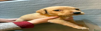 Labrador Retriever 2