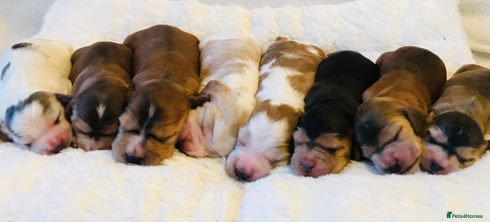 Cocker Spaniel dogs KC Reg,Health Tested, Show Cocker Spaniel Puppies  - Advert 2