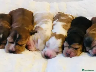 Cocker Spaniel dogs KC Reg,Health Tested, Show Cocker Spaniel Puppies - Advert 2