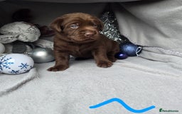 Labrador Retriever dogs for sale: Chunky cute lab pups for sale - Image 10