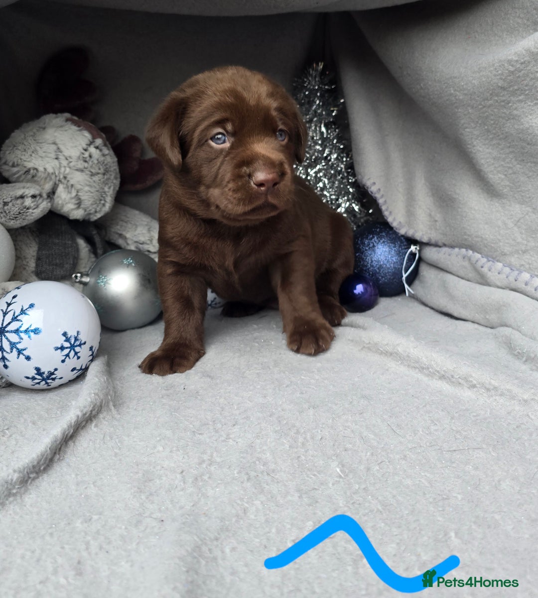 Labrador Retriever dogs for sale: Chunky cute lab pups for sale - Image 10