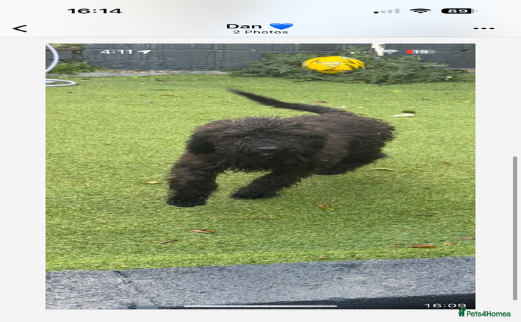 Cockapoo dogs - Advert 4